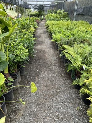 C & S Nursery by null