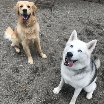 Canyon Pet Lodge - My dog playing with his friends! - Pet Boarding Near Me - Puyallup, Washington Canyon Pet Lodge - My dog playing with his friends! - Pet Boarding Near Me - Puyallup, Washington