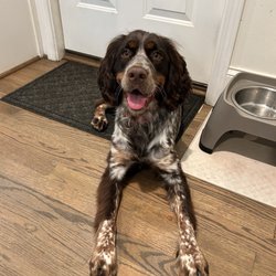 Village Pet Grooming and Boutique