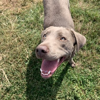 Precious Moments Pet Care Services - Dog Walkers Near Me Precious Moments Pet Care Services - Dog Walkers Near Me
