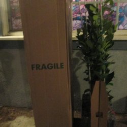 Four Winds Growers - The shipping box and the six "primo" citrus trees--all crammed together, in 5" x 5" pots, two rows of 3.
