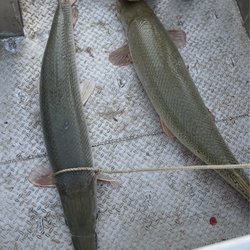 Big Fish Bowfishing - Double ups!