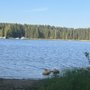Photo of Punkaharju Camping