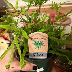 Dimond Greenhouses