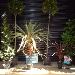 Met Quarter Flowers