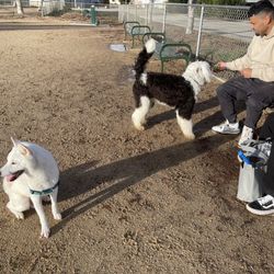Franich Dog Park - Watch out for the chi-nado vortex lest it swoop doggy up like some Wizard of Oz s&!t !!