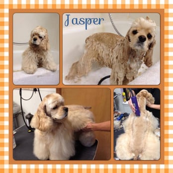 Eva's Doggery - Pet Groomers Near Me - Wilsonville, Oregon Eva's Doggery - Pet Groomers Near Me - Wilsonville, Oregon