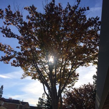 H G Tree Service - Tree Services Near Me H G Tree Service - Tree Services Near Me