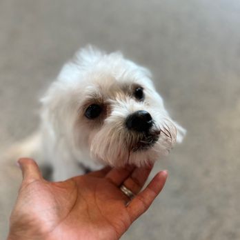 Soul Doggy - Bad Dog Haircut @Soul Doggy - Pet Groomers Near Me - Scottsdale, Arizona Soul Doggy - Bad Dog Haircut @Soul Doggy - Pet Groomers Near Me - Scottsdale, Arizona