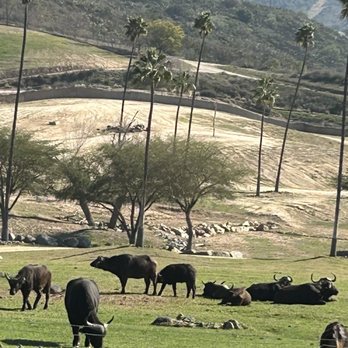 Africa Tram - Zoos Near Me - Escondido, California