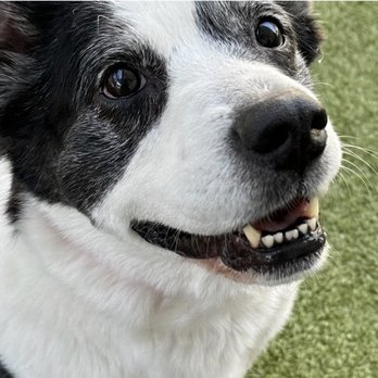 PetSuites Greensboro - Sadie - Pet Boarding Near Me - Greensboro, North Carolina PetSuites Greensboro - Sadie - Pet Boarding Near Me - Greensboro, North Carolina