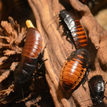Protech Professionals - Pest Control Near Me - Oklahoma City, Oklahoma