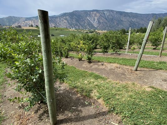 Blueberry Hills Farm by null