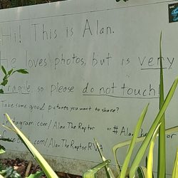 Alan the Raptor - Find Alan on FB + IG!