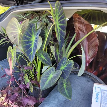 Toro Nursery - Our haul. - Nurseries & Gardening Near Me - Torrance, California Toro Nursery - Our haul. - Nurseries & Gardening Near Me - Torrance, California