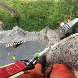 Daniel’s Tree & Landscaping