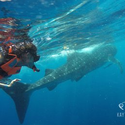Whale shark Whale shark