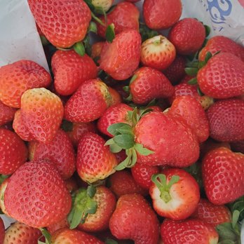 Starkey Blueberry Farm - Pick Your Own Farms Near Me - Trinity, Florida