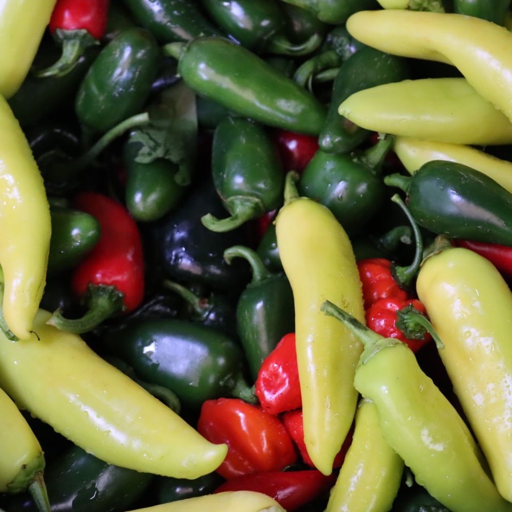 Windy Springs Farm - Peppers - Farmers Market Near Me - Quakertown, Pennsylvania Windy Springs Farm - Peppers - Farmers Market Near Me - Quakertown, Pennsylvania
