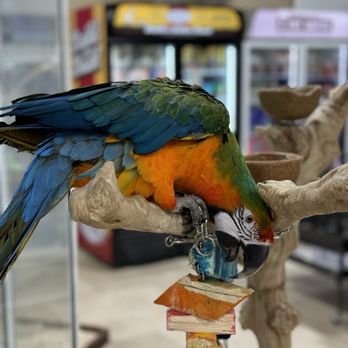 Brittany's Pet Depot - No cage. - Pet Stores Near Me - Katy, Texas Brittany's Pet Depot - No cage. - Pet Stores Near Me - Katy, Texas
