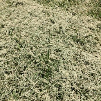 Hogan Landscapes - Grass clippings left on lawn, cut unevenly with a dull blade. - Landscaping Near Me