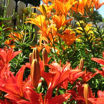 Home Sown Gardens - Gardeners Near Me - Eagan, Minnesota Home Sown Gardens - Gardeners Near Me - Eagan, Minnesota