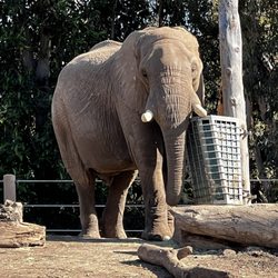Elephant Odyssey
