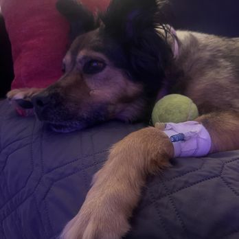 Veterinary Emergency Group - Brought us a ball ( her favorite ) - Emergency Pet Hospital Near Me - Chandler, Arizona Veterinary Emergency Group - Brought us a ball ( her favorite ) - Emergency Pet Hospital Near Me - Chandler, Arizona