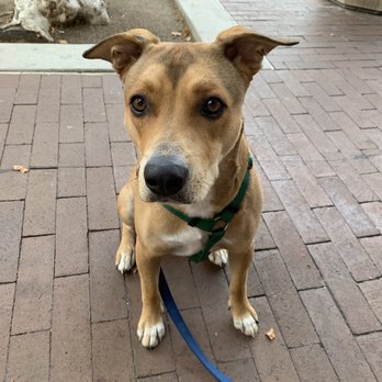Azteca - My dog enjoying the temporary patio. - Mexican Near Me - Garden Grove, California