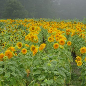 HILL RIDGE FARMS - Updated December 2025 - 172 Photos & 66 Reviews