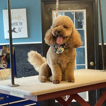 Classy Canine Styles - always cheerful - Pet Groomers Near Me - Jackson, Michigan