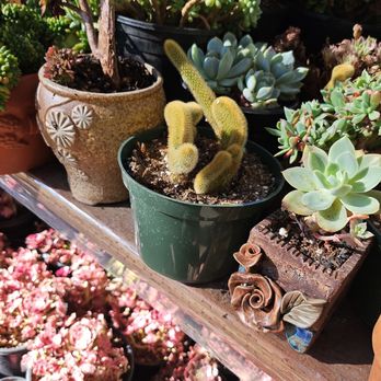 Four Seasons Succulents - Nurseries & Gardening Near Me - San Leandro, California Four Seasons Succulents - Nurseries & Gardening Near Me - San Leandro, California