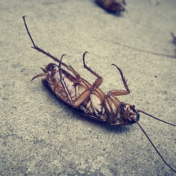 The Bug Boss - Pest Control Near Me - Ocala, Florida The Bug Boss - Pest Control Near Me - Ocala, Florida
