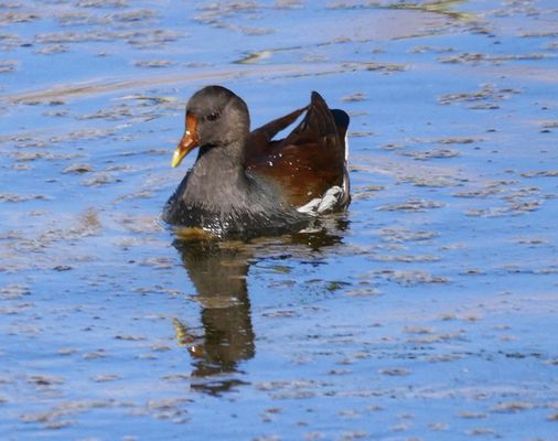 Henderson Bird Viewing Preserve by null