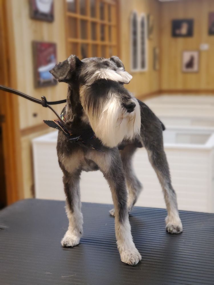 Super Dogs Grooming and Day Spa Image