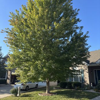 Carter J Trees - Tree Services Near Me