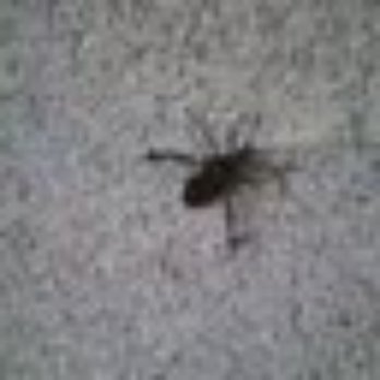 Our Exterminator DBA A & V Prime Exterminating - live in peace - Pest Control Near Me Our Exterminator DBA A & V Prime Exterminating - live in peace - Pest Control Near Me