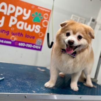 Happy Bay Paws - Boss so happy after grooming - Pet Groomers Near Me