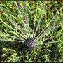 Photo of Green Thumb Irrigation