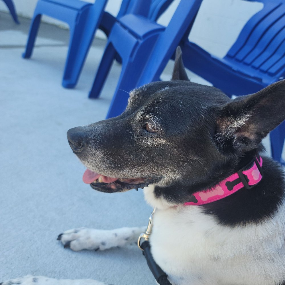 Two Shepherds Taproom - Relaxing after meeting some 4 legged friends. - Bars Near Me - Tampa, Florida Two Shepherds Taproom - Relaxing after meeting some 4 legged friends. - Bars Near Me - Tampa, Florida