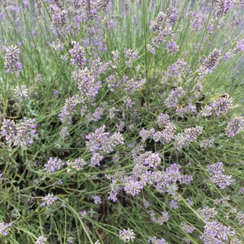 Lavender by the Bay - Bees in the lavender - Pick Your Own Farms Near Me - East Marion, New York Lavender by the Bay - Bees in the lavender - Pick Your Own Farms Near Me - East Marion, New York
