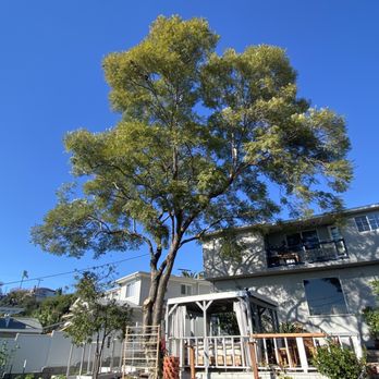 Holly Oak Arbor Care - After - Tree Services Near Me Holly Oak Arbor Care - After - Tree Services Near Me