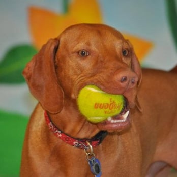 The Dog Stop- Strip District, Pittsburgh, PA - A day at The Dog Stop® is structured with educational and interactive activities for your furry friend including fetch! - Pet Groomers Near Me - Pittsburgh, Pennsylvania The Dog Stop- Strip District, Pittsburgh, PA - A day at The Dog Stop® is structured with educational and interactive activities for your furry friend including fetch! - Pet Groomers Near Me - Pittsburgh, Pennsylvania