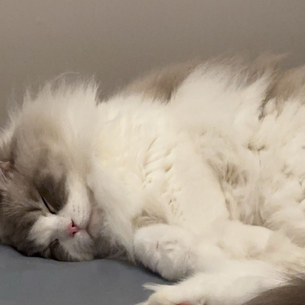 Ragdolljjsweeti - Pet Breeders Near Me Ragdolljjsweeti - Pet Breeders Near Me