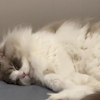 Ragdolljjsweeti - Pet Breeders Near Me