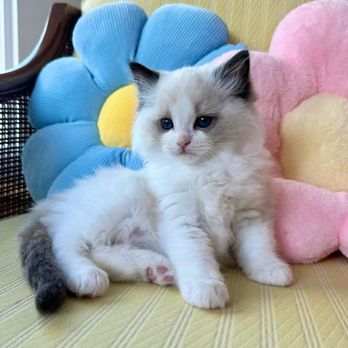 Ragdoll Kitten Cattery - Blue bicolor ragdoll kitten - Pet Training Near Me Ragdoll Kitten Cattery - Blue bicolor ragdoll kitten - Pet Training Near Me