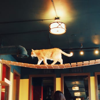 Seattle Meowtropolitan - Themed Cafes Near Me - Seattle, Washington Seattle Meowtropolitan - Themed Cafes Near Me - Seattle, Washington