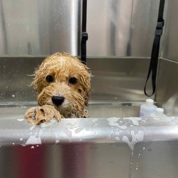 The Dapper Doxie Grooming - Bath time w/ Tiffany - Pet Groomers Near Me - Phoenix, Arizona