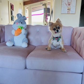 Doggy Connection - Happy Easter - Pet Groomers Near Me Doggy Connection - Happy Easter - Pet Groomers Near Me