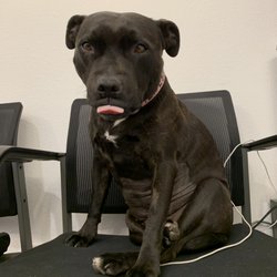 Sammy's Barber Shop - Tempdog
